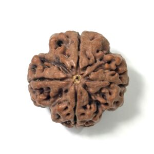 4-mukhi-nepali-rudraksha-2