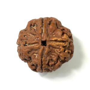 4-mukhi-nepali-rudraksha-4
