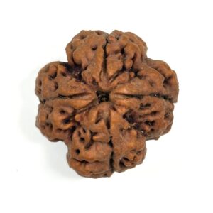 4-mukhi-nepali-rudraksha-5