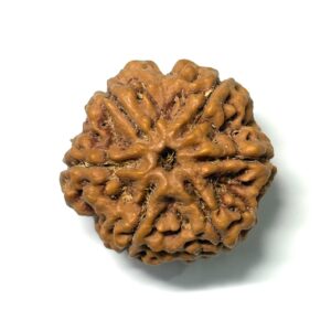 6 Mukhi Collector Nepali Rudraksha