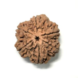 6 Mukhi Collector Nepali Rudraksha