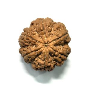 6 Mukhi Collector Nepali Rudraksha