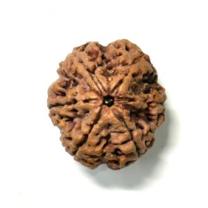 6 Mukhi Collector Nepali Rudraksha