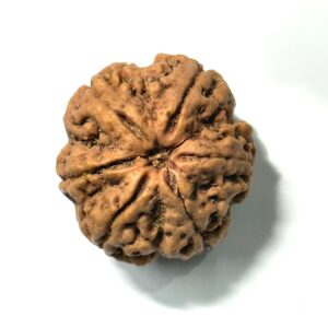6 Mukhi Collector Nepali Rudraksha