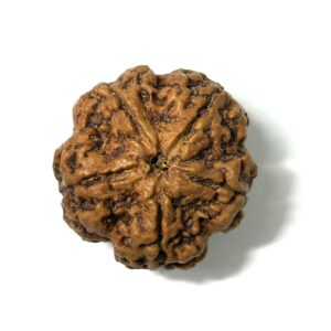 5 Mukhi Antique Nepali Rudraksha