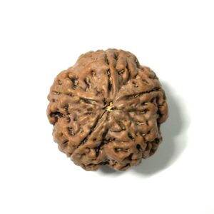 5 Mukhi Collector Nepali Rudraksha