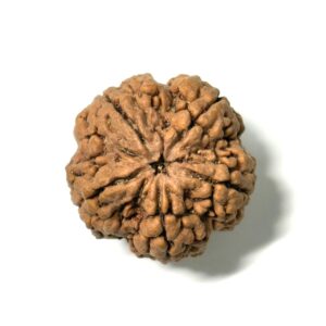 5 Mukhi Collector Nepali Rudraksha