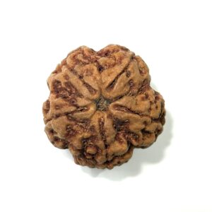 5 Mukhi Collector Nepali Rudraksha