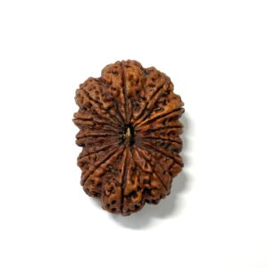 13-mukhi-antique-full-seeds-nepali-rudraksha