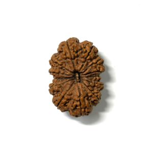 13-mukhi-antique-nepali-rudraksha