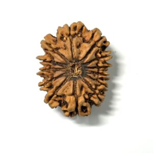 13-mukhi-antique-nepali-rudraksha-2