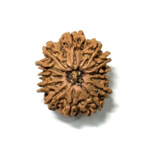 13-mukhi-collector-nepali-rudraksha
