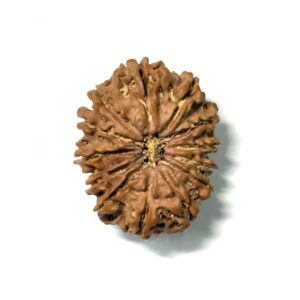 13-mukhi-nepali-rudraksha-2