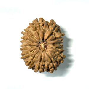13-mukhi-nepali-rudraksha