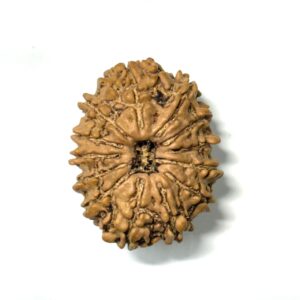 13-mukhi-nepali-rudraksha-4