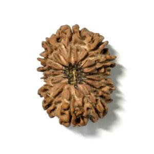 14 Mukhi Nepali Rudraksha