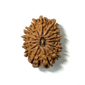 14 Mukhi Nepali Rudraksha
