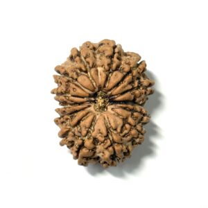 14 Mukhi Nepali Rudraksha