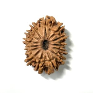 14 Mukhi Nepali Rudraksha