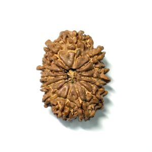 14 Mukhi Nepali Rudraksha