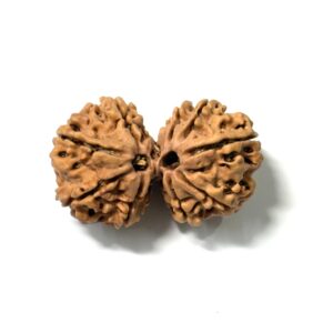 gauri-shankar-nepali-rudraksha-copy