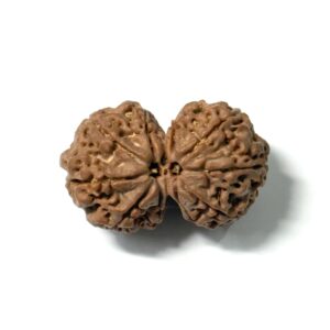 gaurishankar-nepali-rudraksha