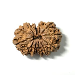 gauri-shankar-nepali-rudraksha-2
