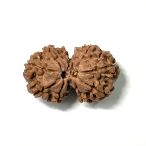 gauri-shankar-nepali-rudraksha