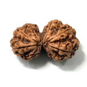 gauri-shankar-nepali-rudraksha-3