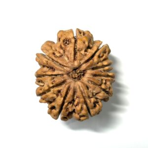 10-mukhi-rudraksha