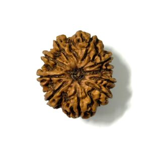 10-mukhi-nepali-rudraksha-2
