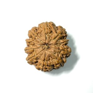 10-mukhi-nepali-rudraksha-3