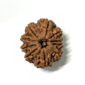 10-mukhi-nepal-rudraksha