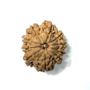 10-mukhi-nepali-rudraksha-4