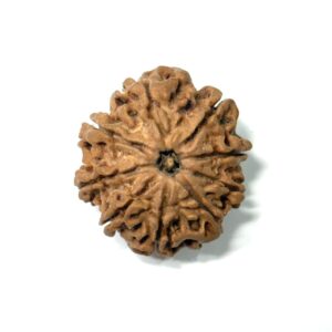 9 Mukhi Nepali Rudraksha