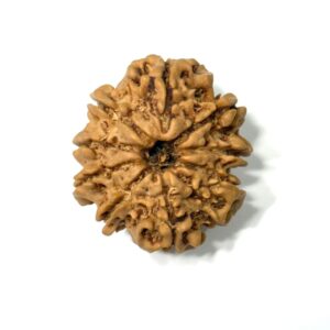 9 Mukhi Nepali Rudraksha