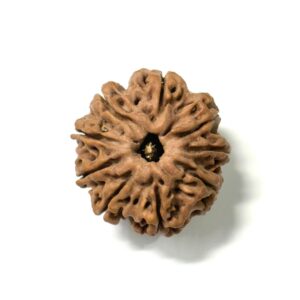 9 Mukhi Collector Nepali Rudraksha