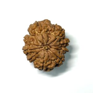 9-mukhi-nepali-rudraksha