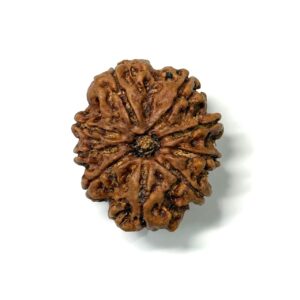 9 Mukhi Collector Nepali Rudraksha