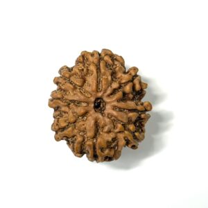 8-mukhi-nepali-rudraksha