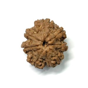 8 Mukhi Nepali Rudraksha