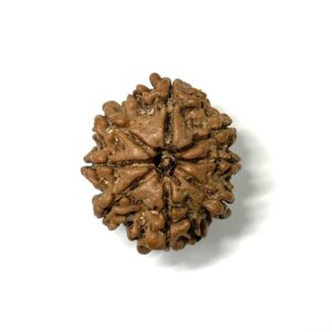 8-mukhi-nepali-rudraksha-3