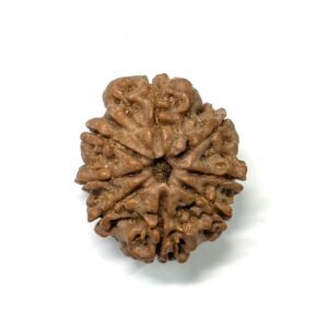 8 Mukhi Nepali Rudraksha