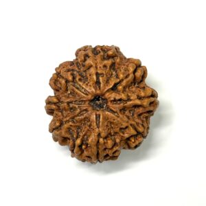 8-mukhi-collector-full-seeds-nepali-rudraksha