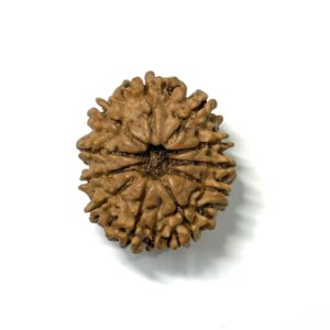 11 Mukhi Nepali Rudraksha
