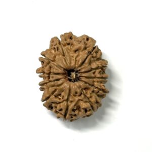 11 Mukhi Nepali Rudraksha