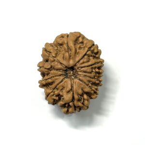 11 Mukhi Nepali Rudraksha