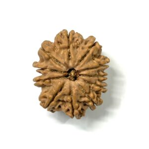 11 Mukhi Nepali Rudraksha