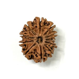 11 Mukhi Antique Nepali Rudraksha