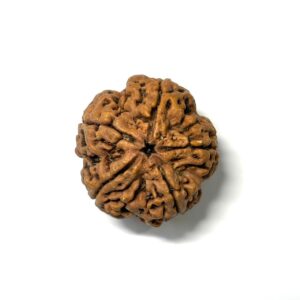 5 Mukhi Collector Nepali Rudraksha